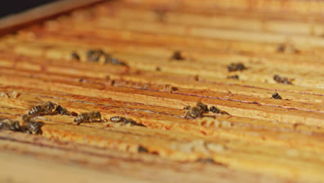 Working-Bees-on-Honeycombs-in-Hive