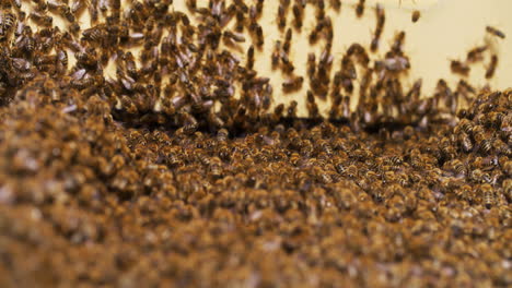 Close-View-of-Bees-Entering-Hive