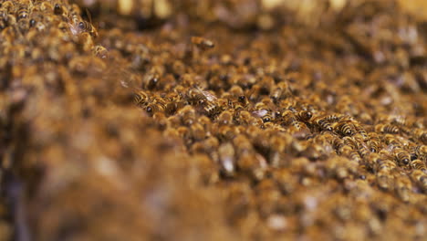 Bienenschwarm-Bei-Der-Arbeit
