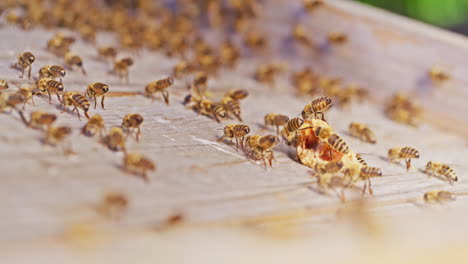 Blick-Auf-Bienen,-Die-Im-Bienenstock-Honig-Fressen