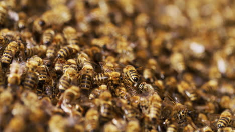 Very-Close-Macro-Shot-of-Bees-Working