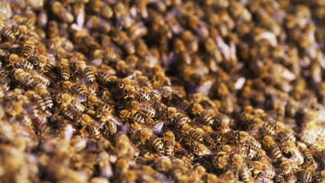 Close-Up-of-Bees-Entering-the-Hive