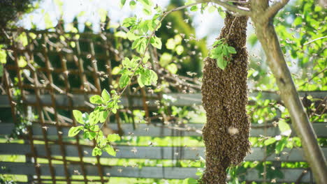 Bienenschwarm-Auf-Einem-Obstbaumzweig