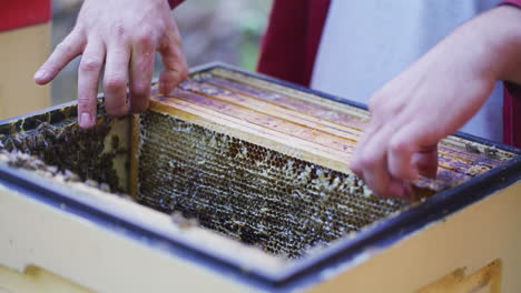 The-Beekeeper-Places-Frames-Gently