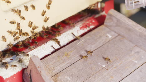 Beekeeper-Releases-Queen-Bee-into-Hive