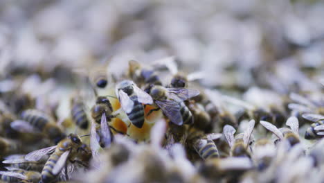 Nahaufnahme-Von-Bienen-Während-Der-Kommunikation