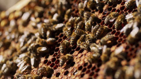 Bienen-Arbeiten-An-Honigwaben