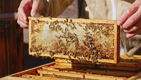 Beekeeper-Checks-Honeycomb-with-Bees