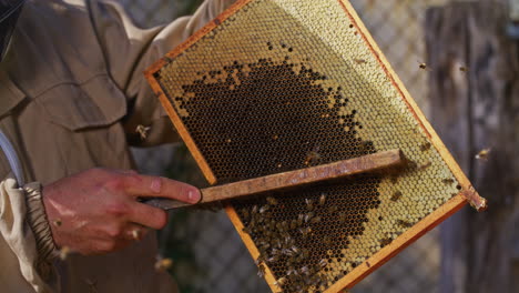 Close-Shot-of-Beekeeper-Sweeping-Honeycomb