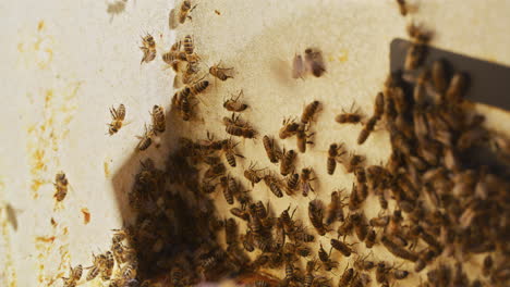 Carniolan-Bees-Busy-in-the-Hive