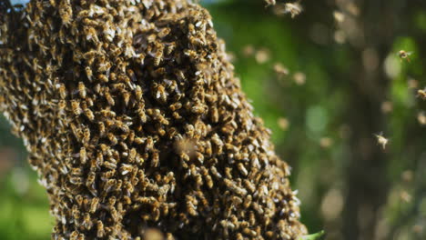 Close-Shot-of-Swarm-of-Bees-in-Apiary