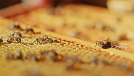 Bienen-übertragen-Pollen-Auf-Bienenwaben