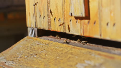 Fliegende-Bienen-Am-Eingang-Des-Bienenstocks