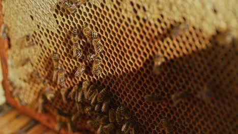 Bienen-Auf-Waben-Im-Bienenstockzentrum