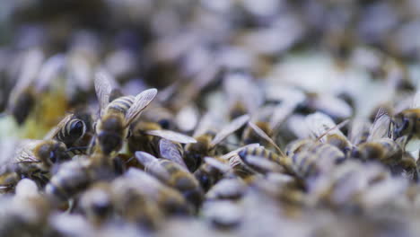 Close-Up-of-Bees-on-Honey-Frame-in-Hive
