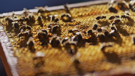 Close-Up-of-Bees-on-Honeycomb-at-Sunset