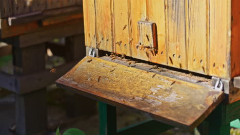 Fleißige-Bienen-Fliegen-Am-Eingang-Des-Bienenstocks