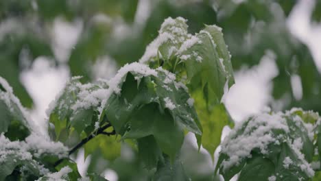 Schneefall-Auf-Grünen-Frühlingsblättern.-Die-Unstrafbarkeit-Von-Wetter-Und-Klimawandel-Auf-Dem-Planeten-Erde.