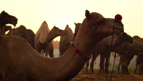 Camellos-En-Cámara-Lenta-En-La-Feria-De-Pushkar,-También-Llamada-Feria-De-Camellos-De-Pushkar-O-Localmente-Como-Kartik-Mela,-Es-Una-Feria-Ganadera-Y-Cultural-Anual-De-Varios-Días-Que-Se-Celebra-En-La-Ciudad-De-Pushkar,-Rajasthan,-India.