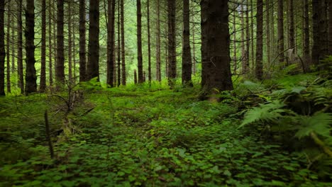View-of-the-Forest-in-Norway.-Beautiful-nature-of-Norway.-The-camera-moves-from-the-first-person-through-the-thicket-of-a-pine-forest.