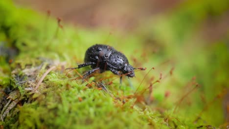 Anoplotrupes-stercorosus,-the-dor-beetle,-is-a-species-of-earth-boring-dung-beetle-belonging-to-the-family-Geotrupidae,-subfamily-Geotrupinae.
