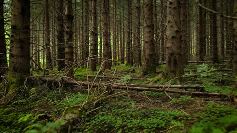Blick-Auf-Den-Wald-In-Norwegen.-Wunderschöne-Natur-Norwegens.-Die-Kamera-Bewegt-Sich-Aus-Der-Ich-Perspektive-Durch-Das-Dickicht-Eines-Kiefernwaldes.
