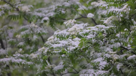 Snowfall-on-green-spring-leaves.-The-non-punishability-of-weather-and-climate-change-on-planet-earth.