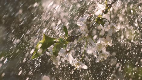Cherry-blossom-period.-Drops-of-spring-rain-fall-on-a-cherry-blossom.-Shot-on-super-slow-motion-camera-1000-fps.