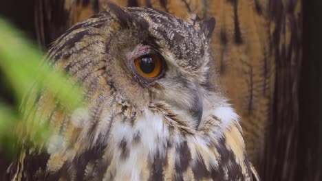 Eurasian-eagle-owl-(Bubo-bubo)-close-up.