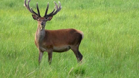 Curious-Deer-Buck-on-a-meadow