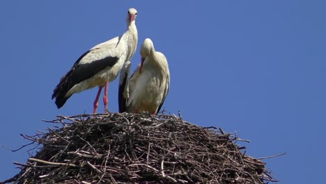 Two-Storcks-in-a-nest-in-Brandenburg