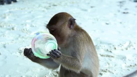 Monkey-chewing-on-a-littered-plastic-cup-on-the-white-sandy-beach-in-Phi-Phi-island,-Thailand