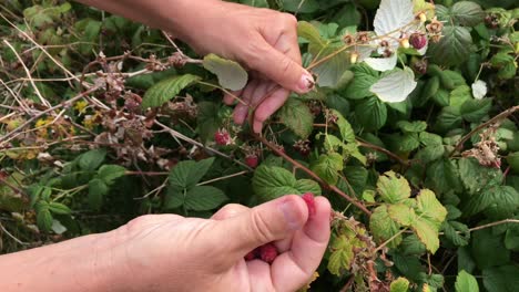 Female-hands-picking-wild-raspberries-from-raspberry-bush-and-showing-berries-in-her-open-hand