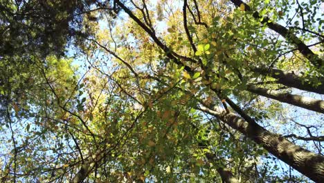 Herbstspaziergang-Entlang-Eines-Bewaldeten-Weges-Mit-In-Den-Himmel-Gerichteter-Kamera