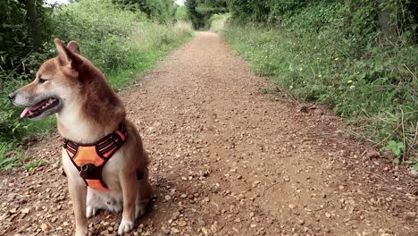 A-Shiba-Inu-dog-waiting-on-a-country-path
