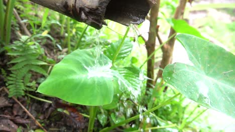 Water-spout-trickling-rain-water-on-a-green-water-proof-leaf-and-gliding-off