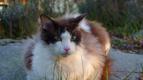 Furry-pedigree-cat-in-garden-at-sunset,-suddenly-excited,-focusing-sight-on-prey