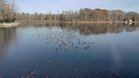Drone-flying-clockwise-around-flock-of-geese-floating-on-a-lake-in-the-fall