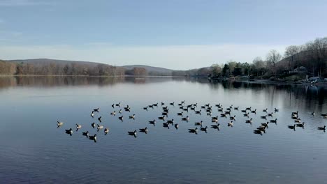Close-up-of-drone-circling-geese-resting-in-a-lake-in-the-fall