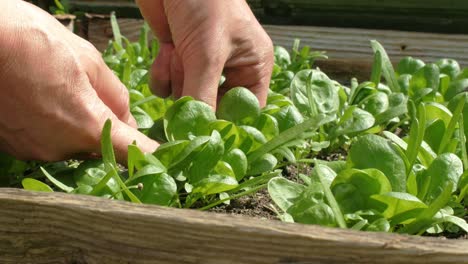 Hands-picking-spinach-leaves-from-garden-pallet-collar-grow