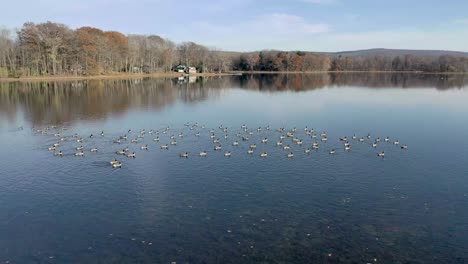 Drone-slowly-circling-flock-of-geese-resting-in-lake-in-the-fall