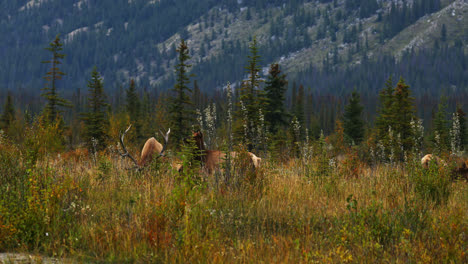 Big-trophy-Bull-elk-grazing-and-bugling-in-the-meadow,-Alberta,-Canada