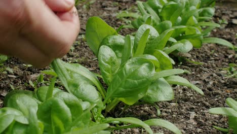 Hands-harvesting-fresh-spinach-leaves-from-homegrown-row-of-plants