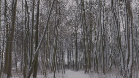 tall-trees-in-a-snowy-park---top-down