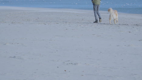 Bright-big-dog-walks-on-the-beach-and-looks-forward-to-playing-with-his-handler