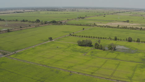 Überflug-Eines-Bauern,-Der-Pestizide-Auf-Ein-Reisfeld-In-Kambodscha-Sprüht