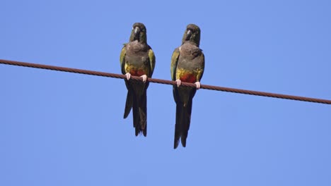 Static-shot-of-a-pair-of-Burrowing-Parrots-sitting-perched-on-a-rusted-telephone-line