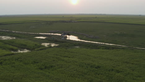 Fliegen-Sie-über-Reisfelder-In-Kambodscha