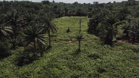 Fliegen-Sie-über-Feuchtgebiete-Und-Dschungel-In-Benin