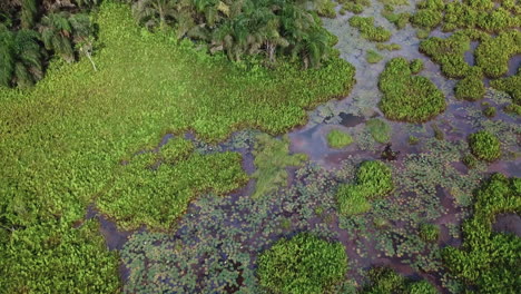 Low-fly-over-wetland-in-Benin-West-Africa